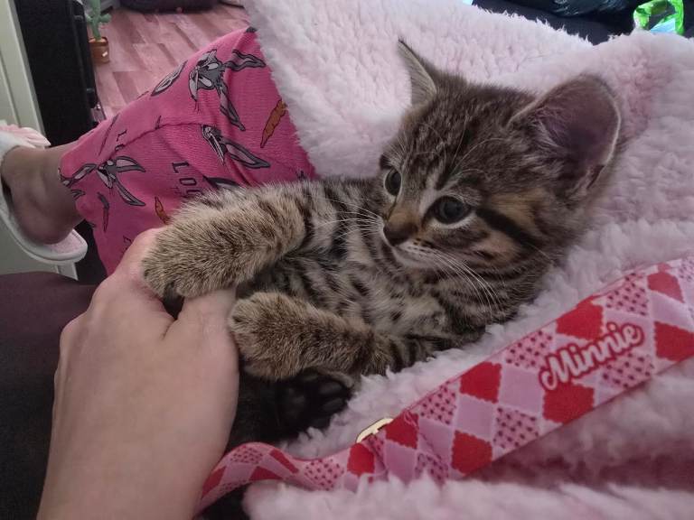 Female kitten with everything for sale 