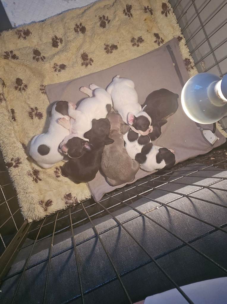 French bulldog pups for sale 
