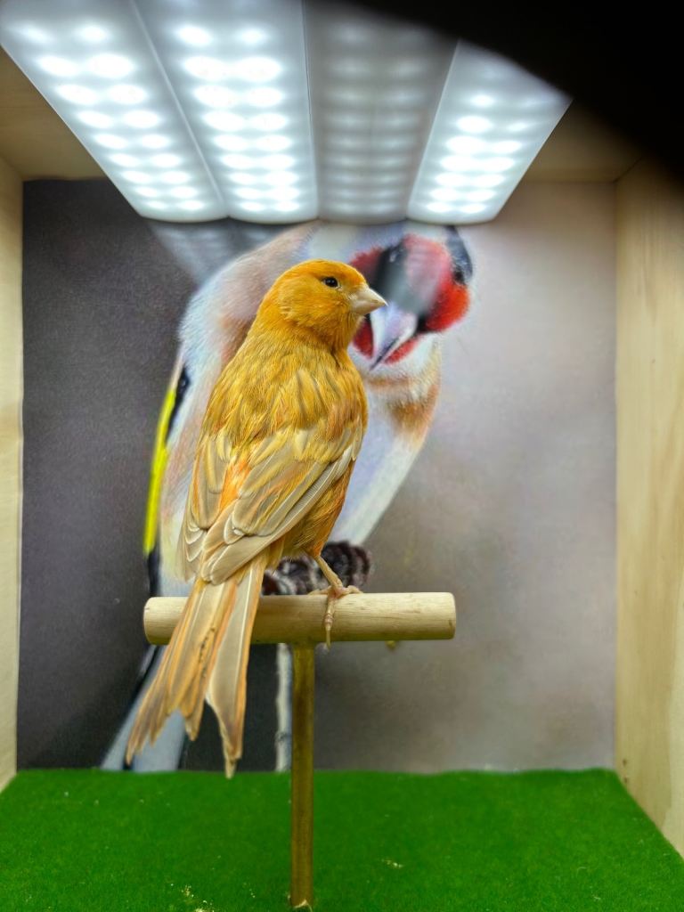 Yellow dimorphic canaries