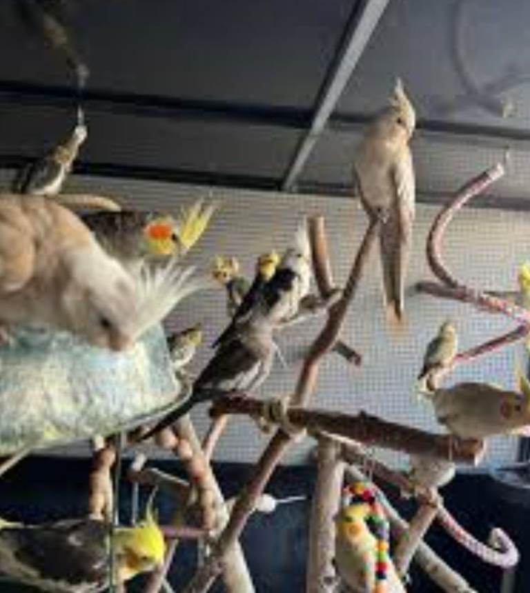 Baby cockatiels ready now 