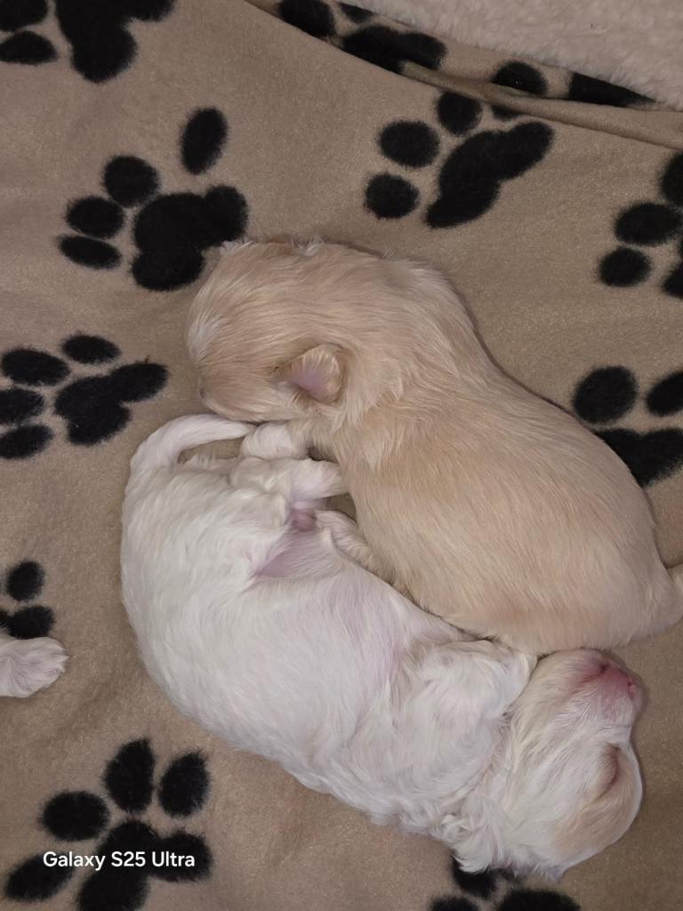 Maltipoo 2 girls 