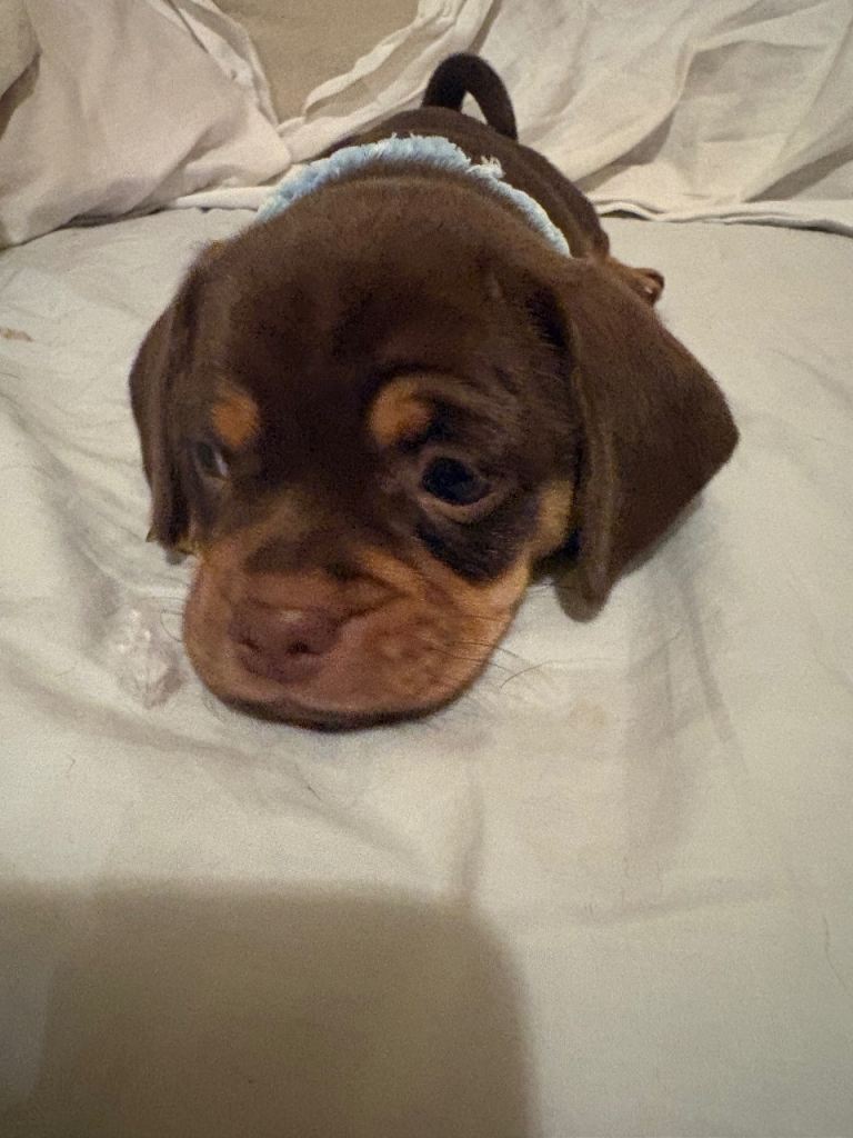 Cross breed Pug and dachshund Puppies for sale - £650