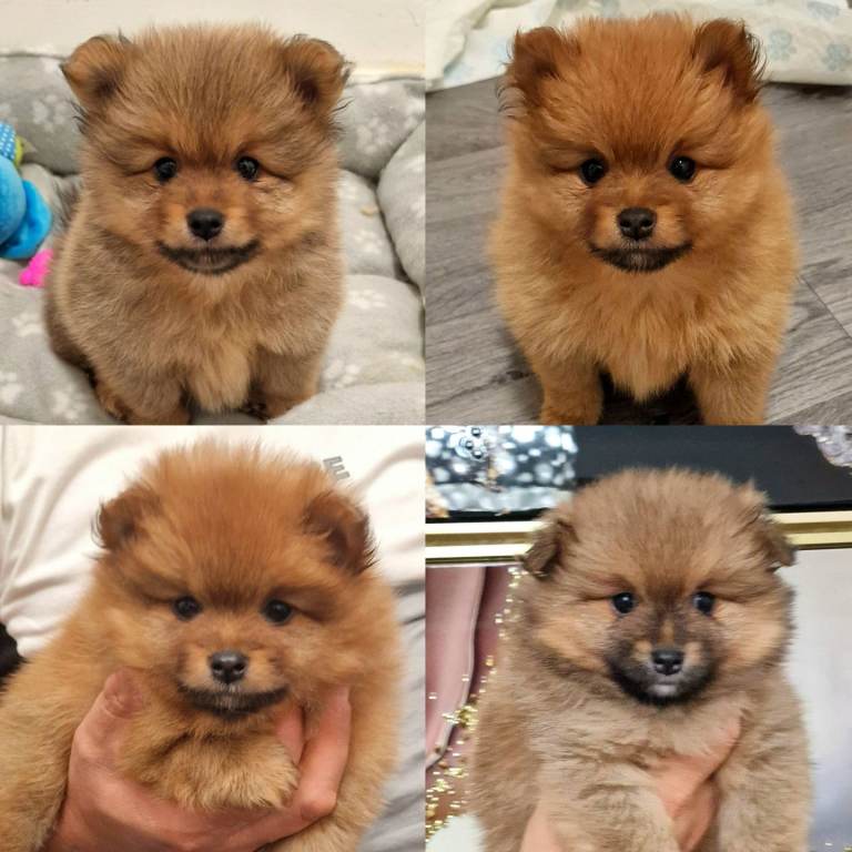 Beautiful Pomeranian Puppies Looking for Their Forever Homes 🐾❤️
