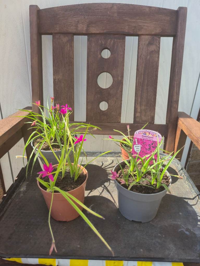 Rhodo Hypoxis 'Top Red Alert' Plants – Lovely for the Garden
