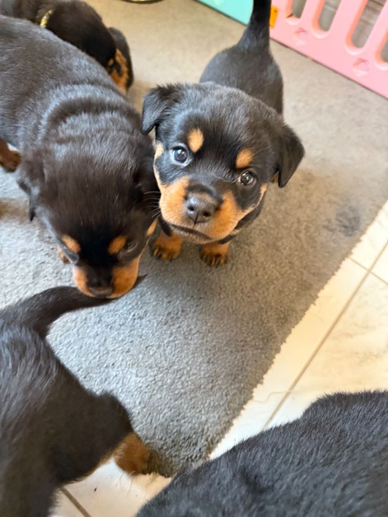 Chunky Rottweiler puppies 