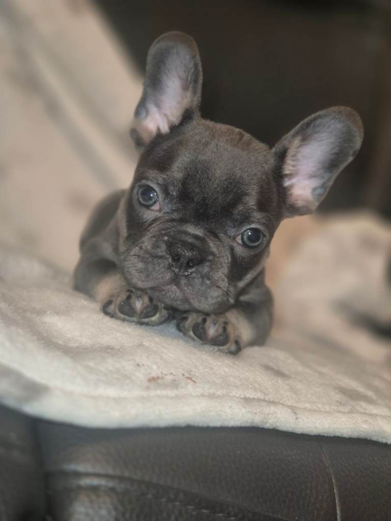 French bulldog puppies