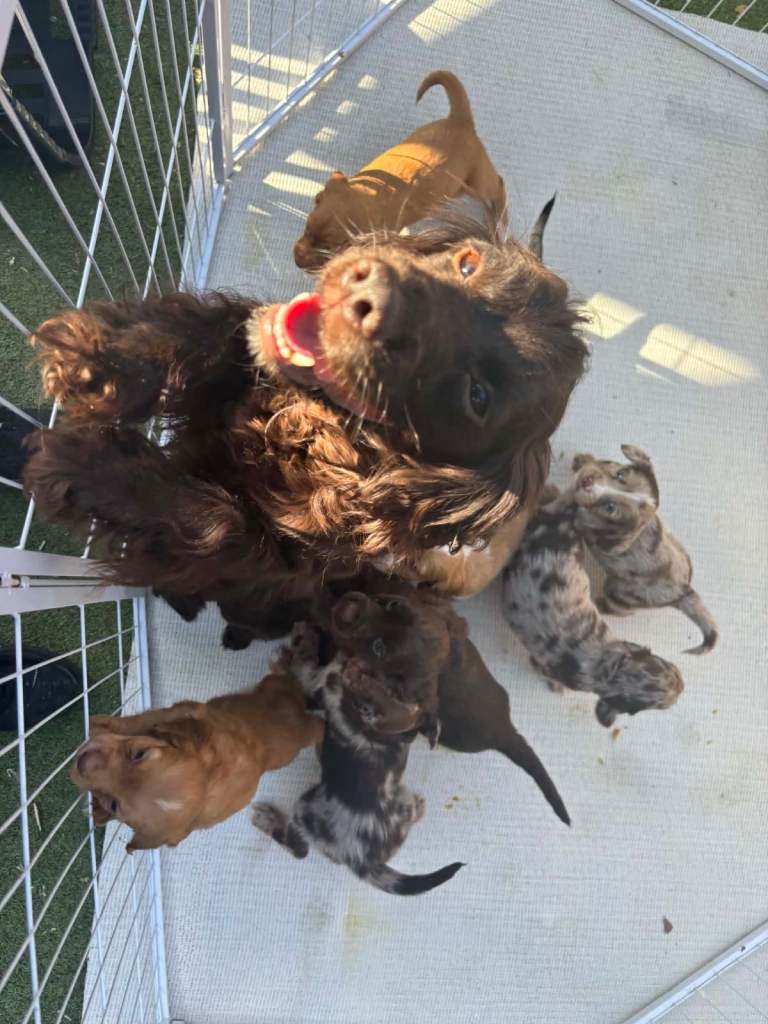 Cocker spaniel pups