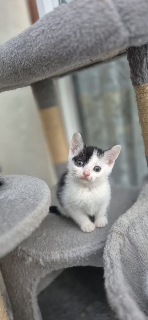 5 Adorable Kittens – Litter Trained & Flea Treated 