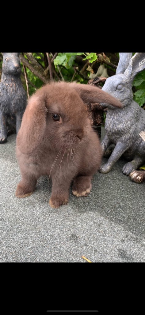 Baby Mini Lop Eared Rabbit - 8 Weeks Old- £80- R/T/Leave Now