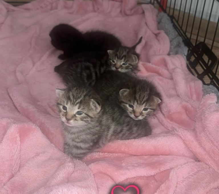 Mix litter of beautiful kittens