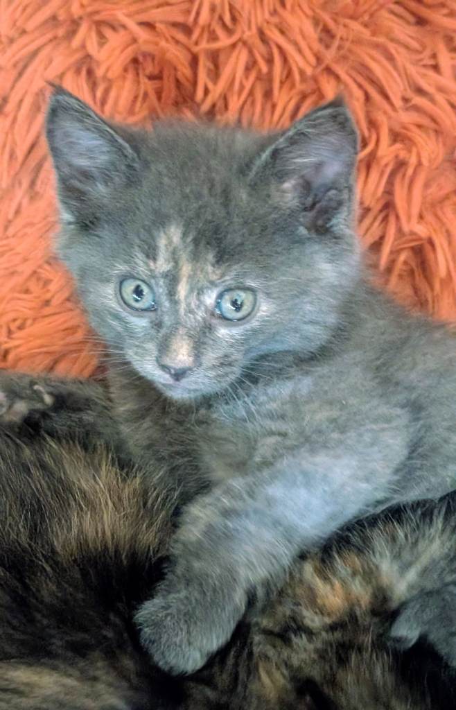 6 Beautiful Kittens