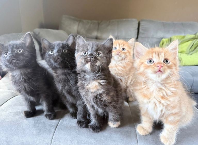 2 male cats black and ginger 