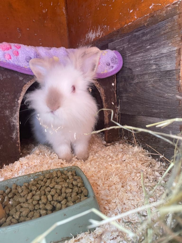 Lionhead