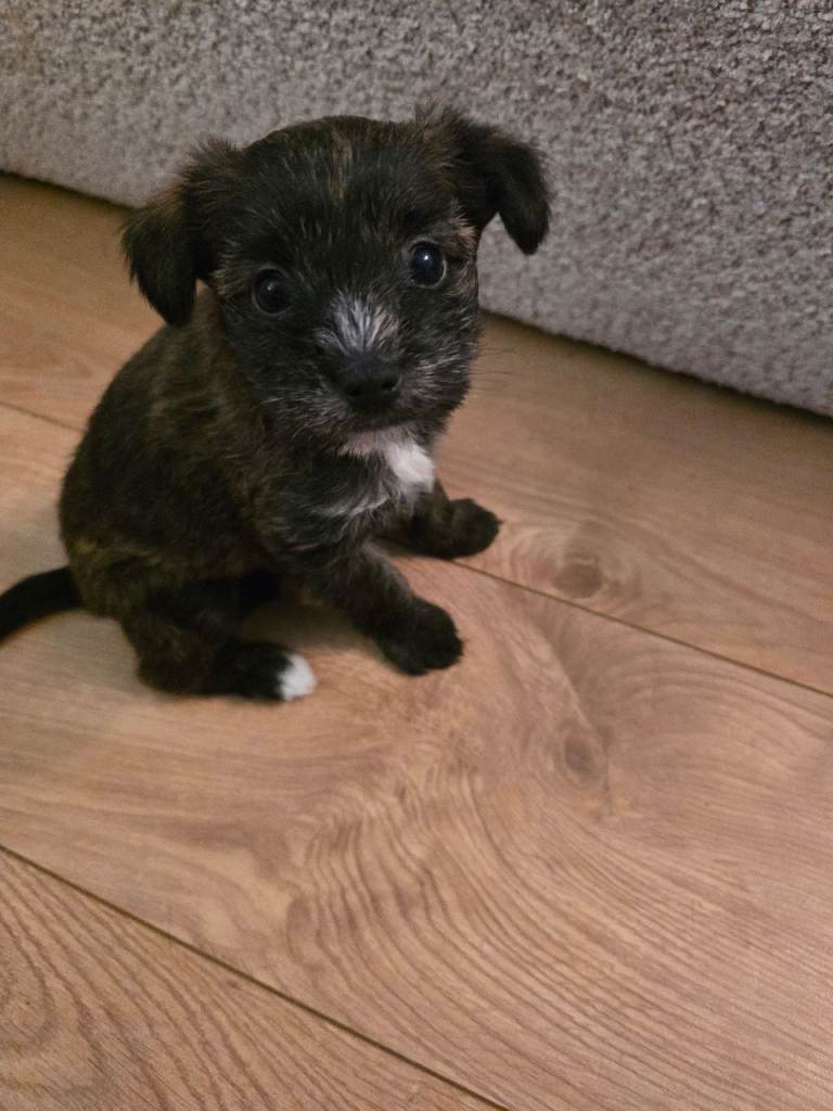 Puppy for sale