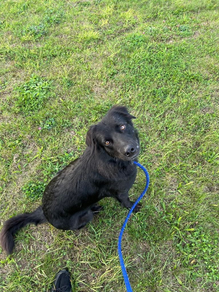 Dominique - beautiful Romanian rescue 