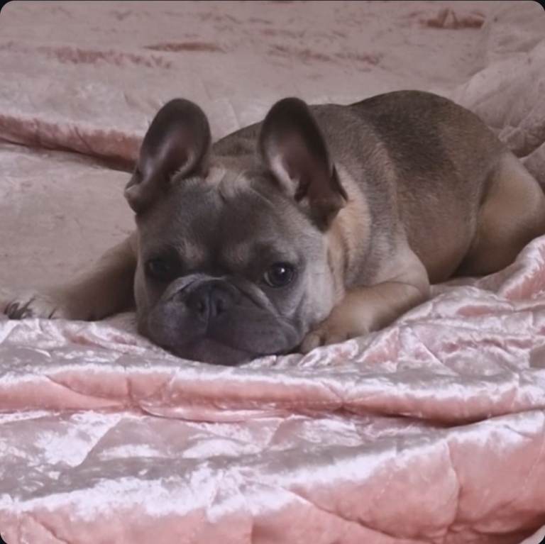 French Bulldog Puppy – Frankie – 6 Months Old