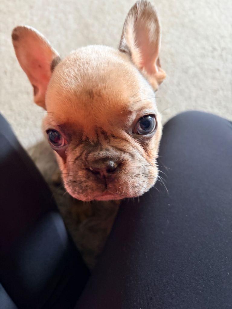 Male French bulldog 