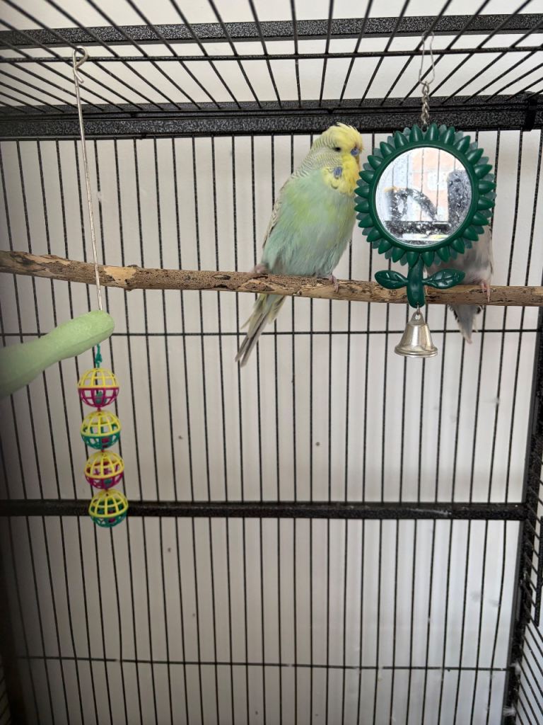 Budgie flight cage