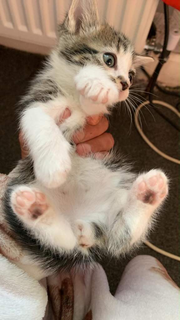 Kittens 
