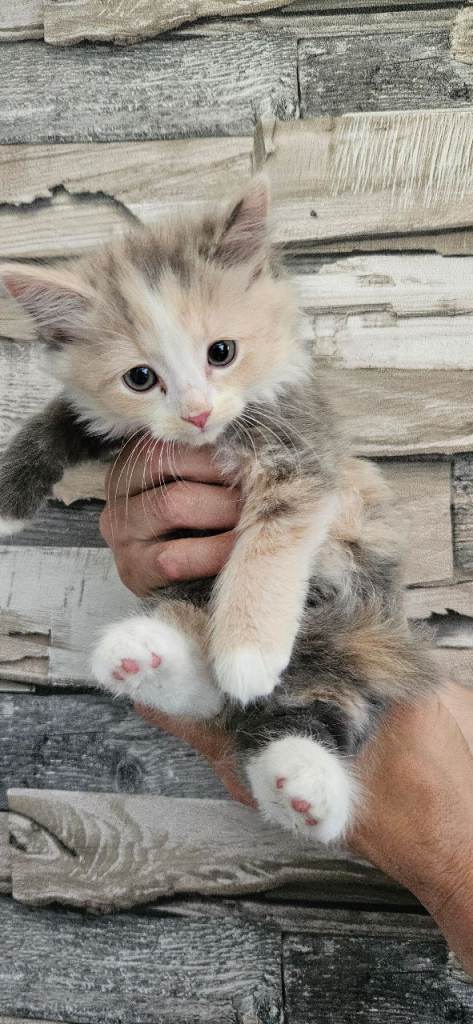 Kittens ready for their forever homes 