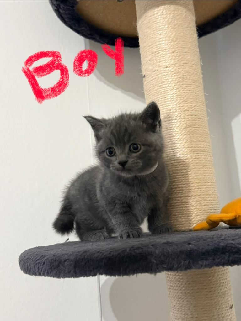 British Shorthair Kittens 