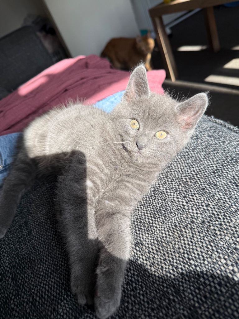 British shorthair kittens 