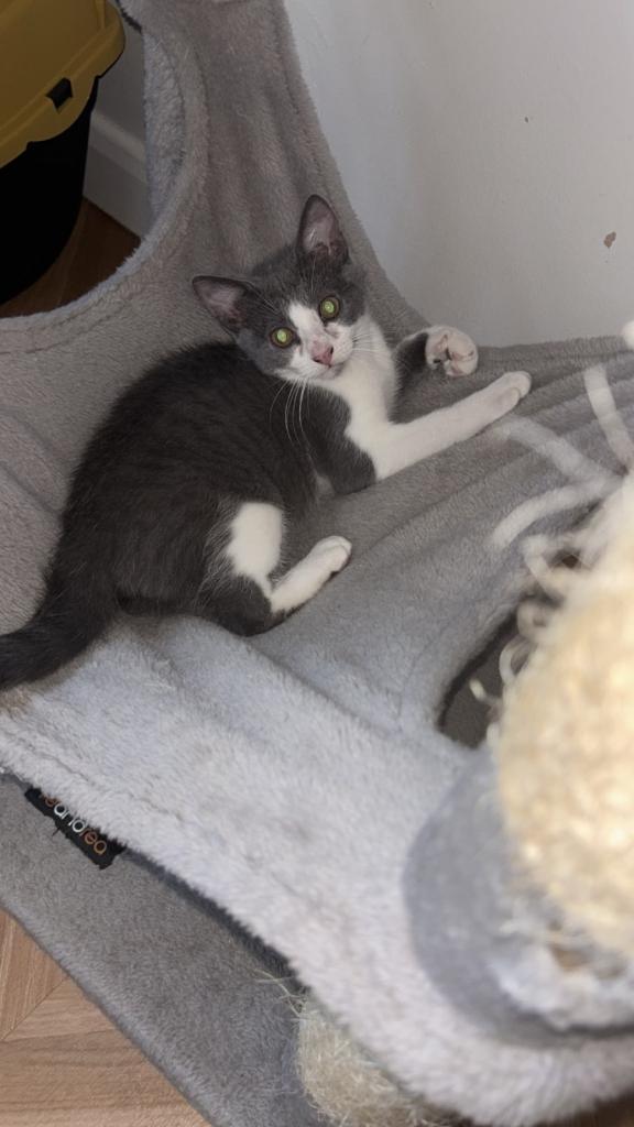 Russian Blue x Domestic Shorthair Kittens READ DESCRIPTION 