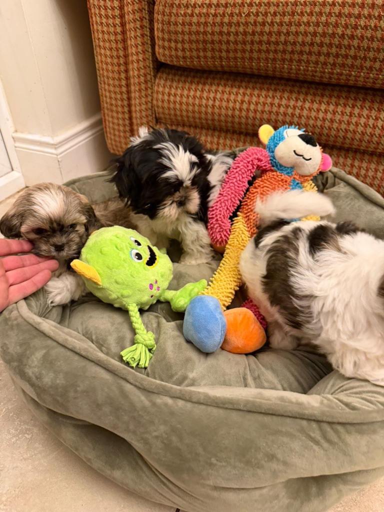 Shih Tzu puppies 
