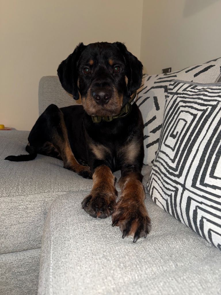 Rottweiler cross poodle