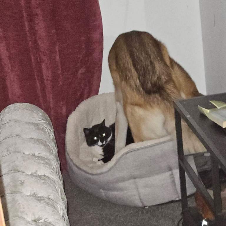 URGENT REHOME NEED FOR 3 CATS