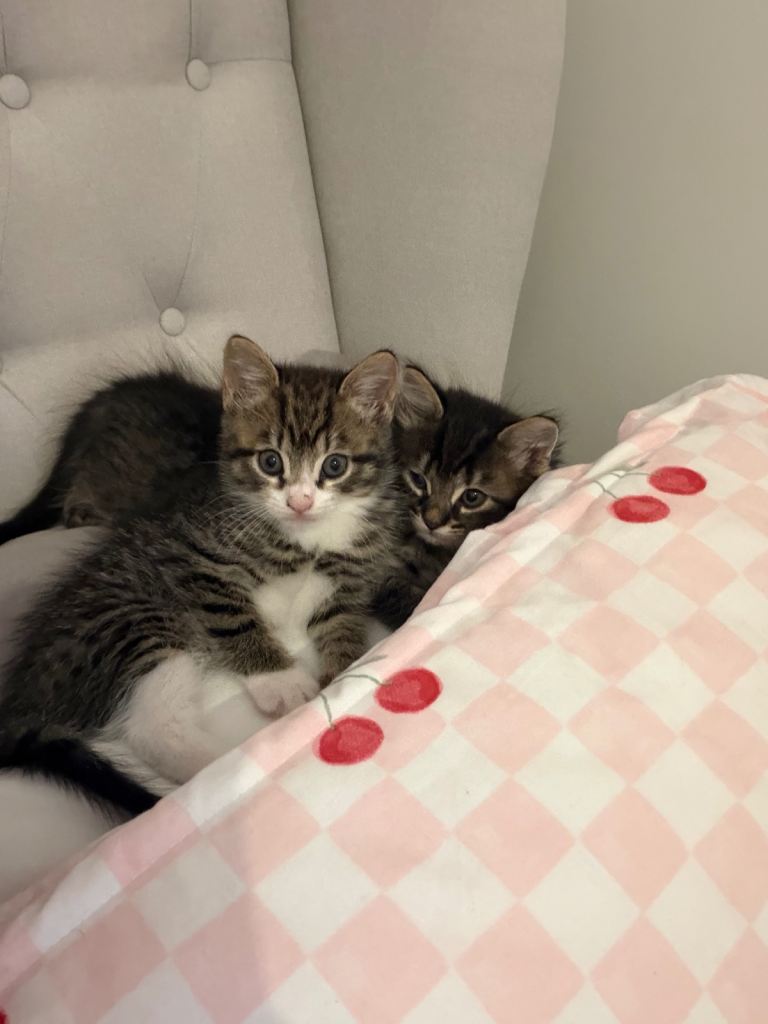 NEED GONE ASAP Beautiful cat 