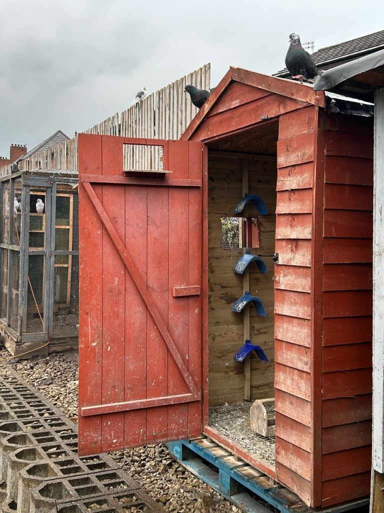 4x3 pigeon shed