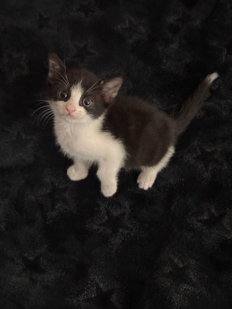 Cute black and white kitten looking for a loving home