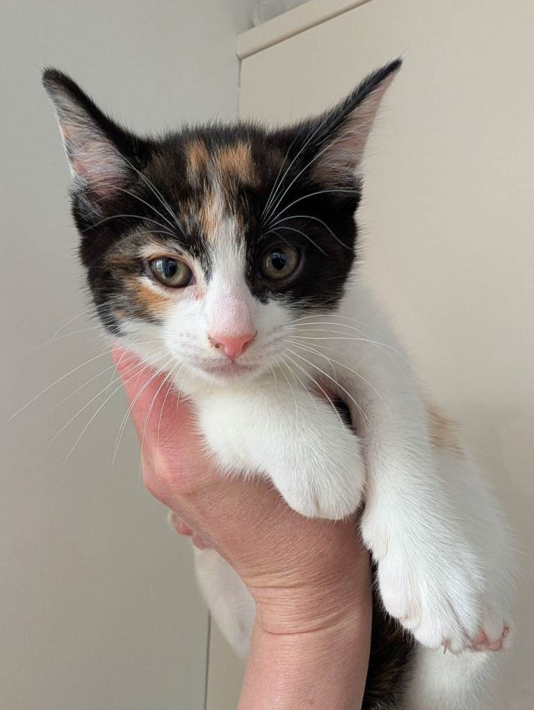 8 weeks kittens ready to go to new forever homes