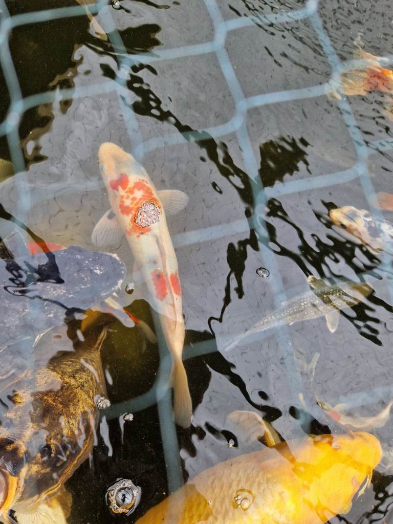 1 Japanese koi 
