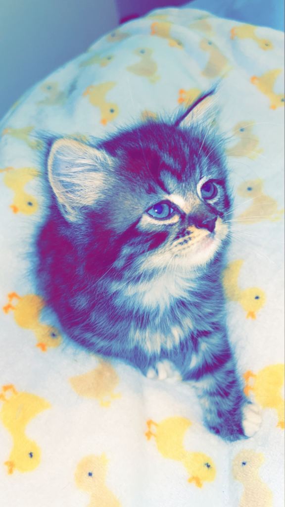 Russian Blue Kittens 