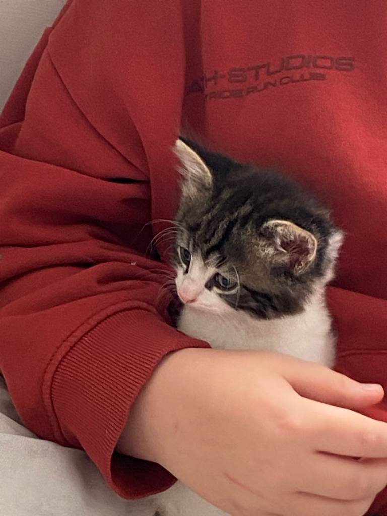 Playful, friendly kitten
