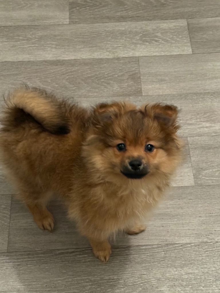 Pomeranian puppy for sale 