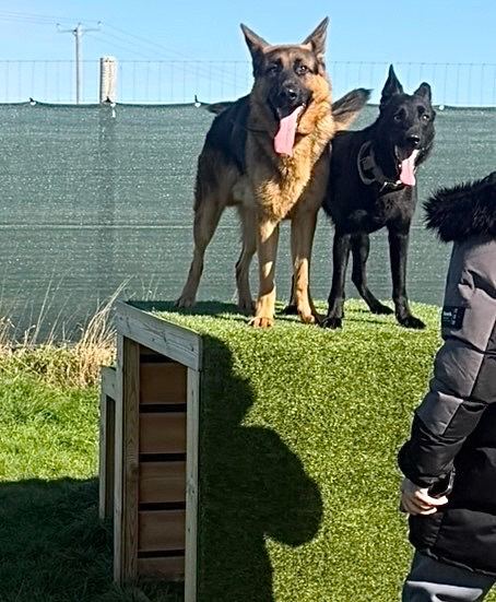 9 month old Male pup trained looking for loving home