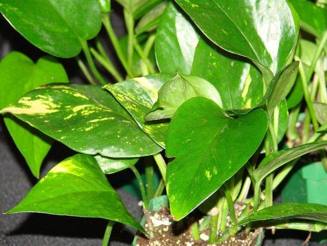 Enormous Very Long over 4m Mature Scindapsus Aureus Climbing Hanging Trailing House Plant