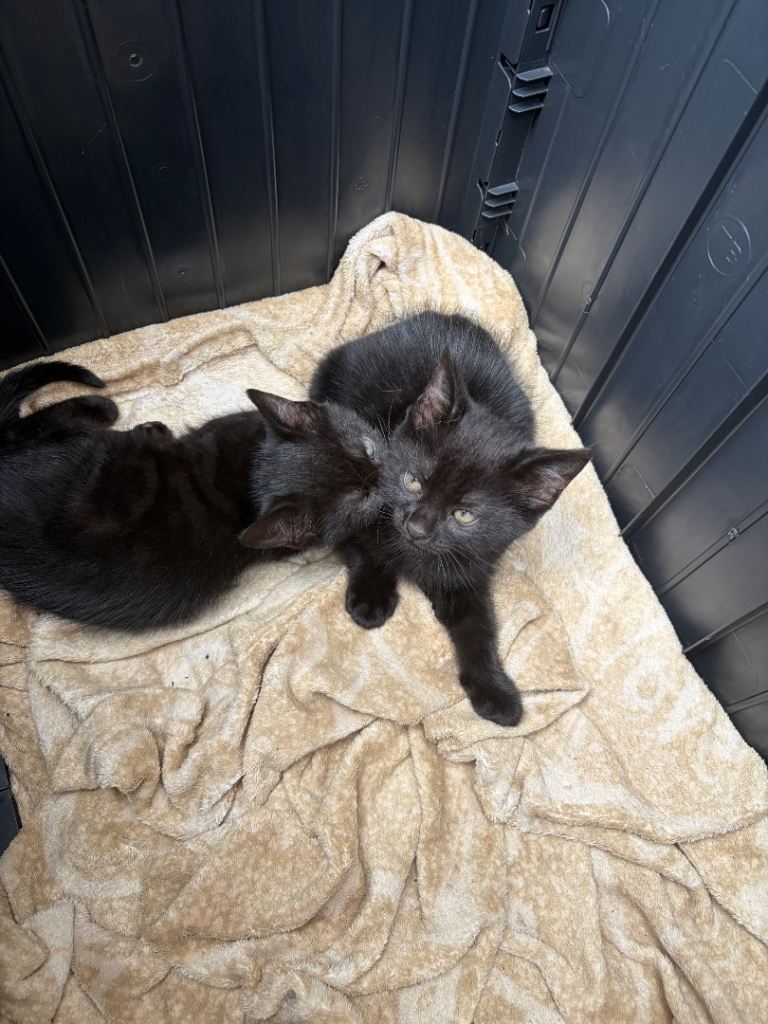 Beautiful kittens looking for a new home