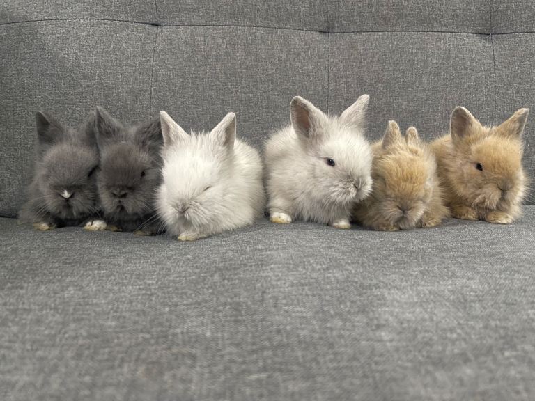 Adorable Lionhead Bunnies