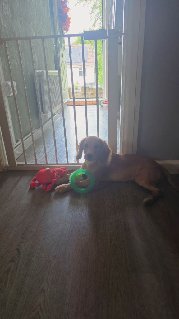 Adorable Puppy Looking for a Loving Home