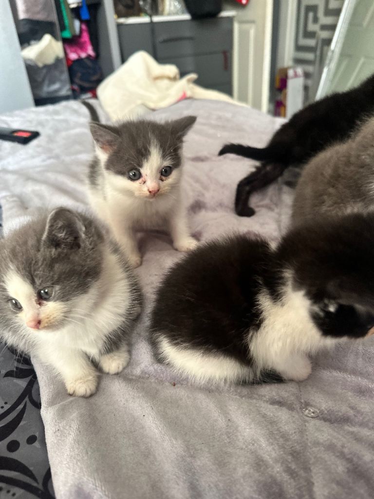 5 ragdoll mixes kittens 
