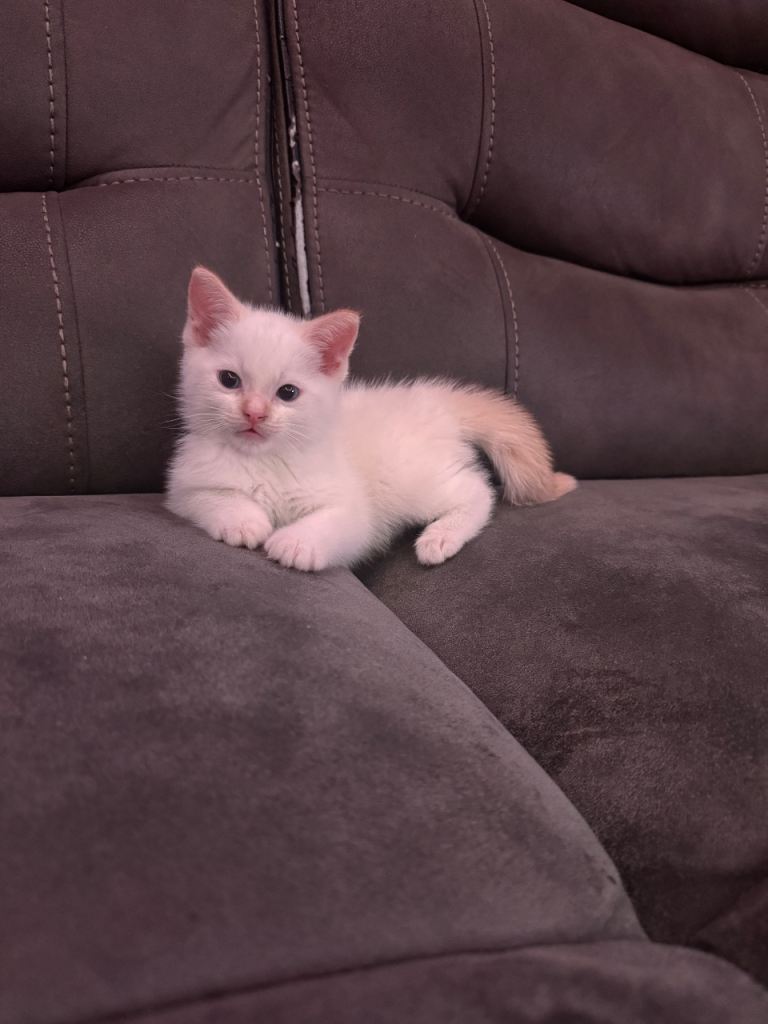 Ragdoll male 