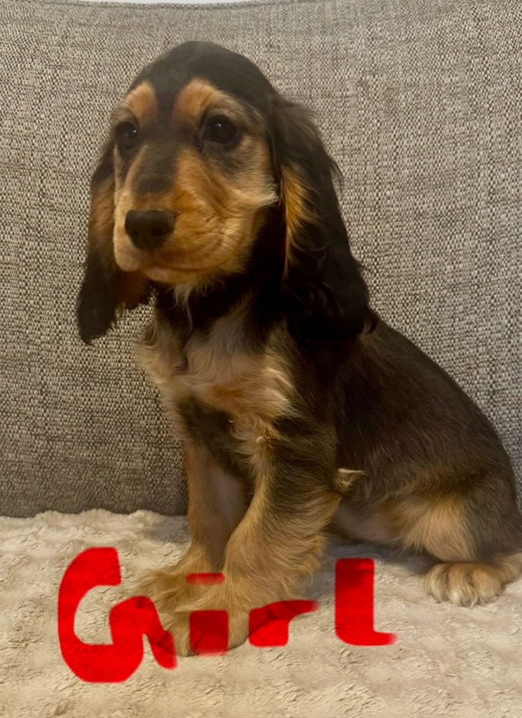 Cocker spaniel Puppies