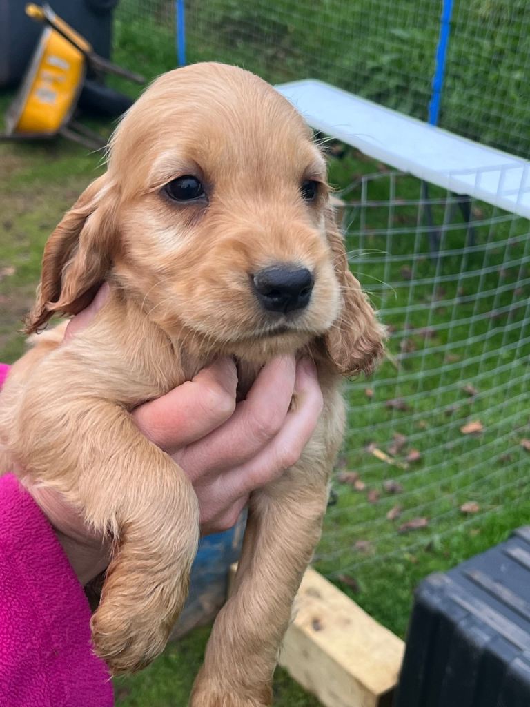 Two Golden Cocker Spaniel pups 