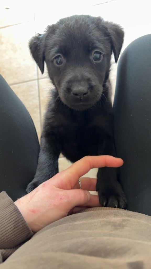 Black Lab Puppies