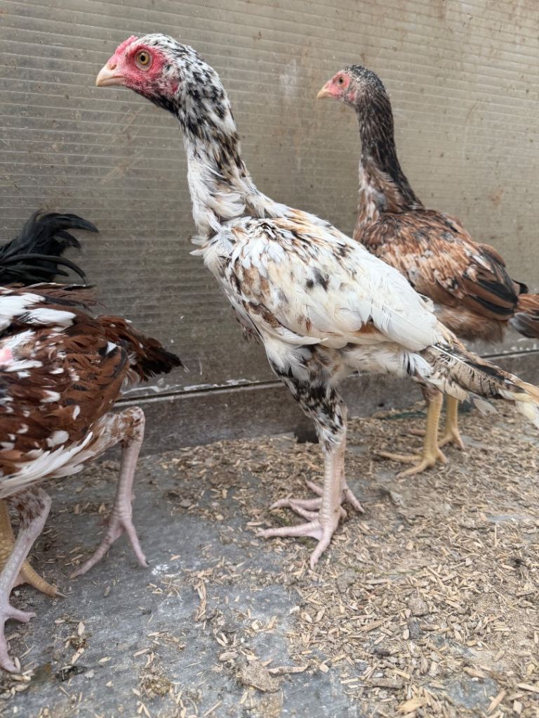 Aseel cockerel for sale 