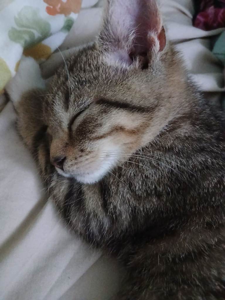 GORGEOUS MALE 6MONTHS CAT